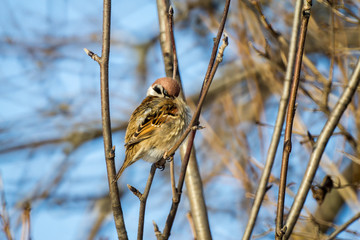 the sparrow sits on a branch on a frosty sunny day