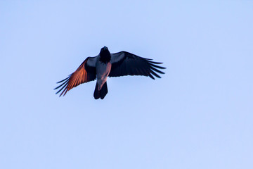 Obraz premium the crow flies in the rays of the setting sun