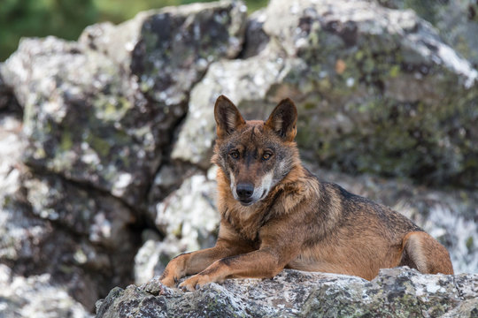the Iberian wolf, beautiful animal of our country hated by some and loved by others