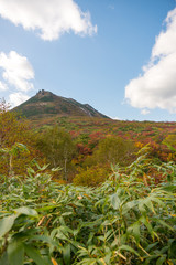 Beautiful autumn forest along the summit mountain,