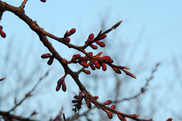The first flowering trees