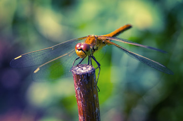 Orange dragonfly