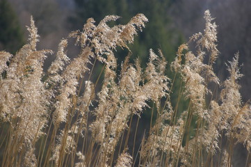 Schilf Gras Gegenlicht Schilfgras