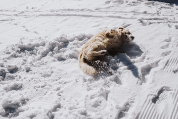 Golden Retriever tollt im Schnee