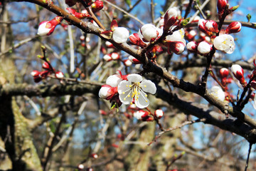 The first flowering trees