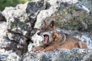 the Iberian wolf, beautiful animal of our country hated by some and loved by others