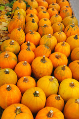 Autumn background of yellow pumpkins