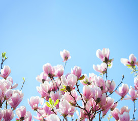Beautiful light pink magnolia flowers on blue sky background. Shallow DOF.