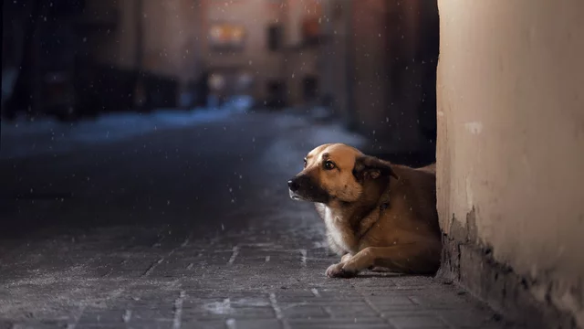 What to do with a stray dog at night outlet