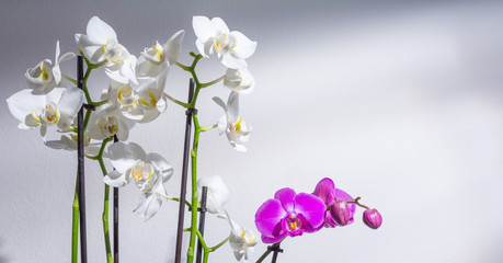 Naklejka na ściany i meble Orchideen - weisse in pinke Phalaenopsis Blüten