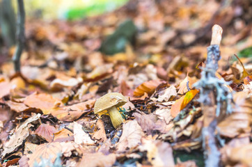 Obraz premium Lonely mushroom. Natural white mushroom. Mushroom in the yellow autumn foliage.