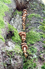 Mushrooms growing on a tree. Mushrooms growing in a row.