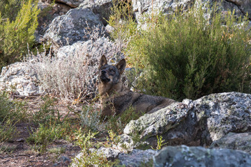 the Iberian wolf, beautiful animal of our country hated by some and loved by others