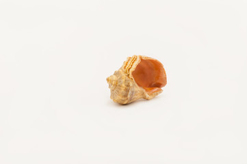 One seashell on a white background