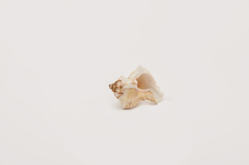 Obraz na płótnie Canvas One seashell on a white background
