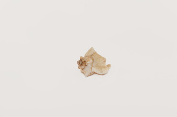 One seashell on a white background
