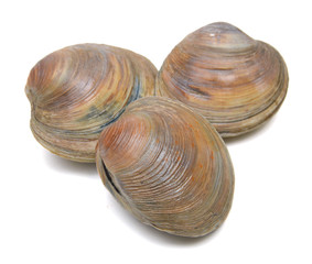 oyster shell as a background