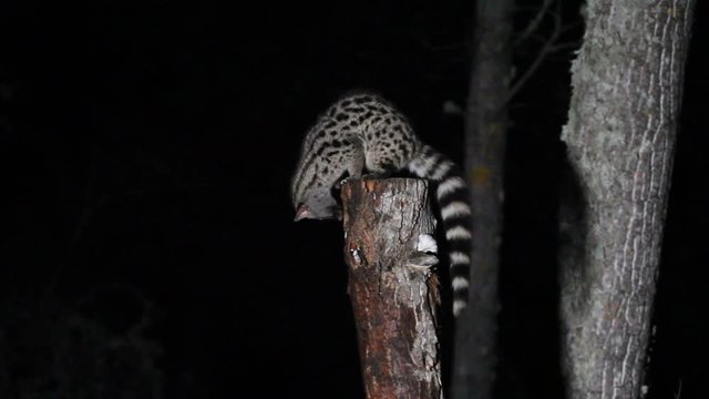 Genet, Genetta. genetta