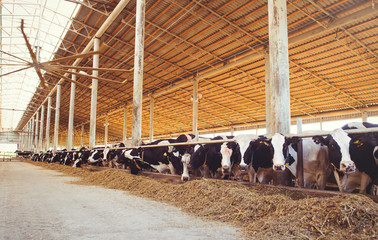 cow farm concept of agriculture, agriculture and livestock - a herd of cows who use hay in a barn on a dairy farm