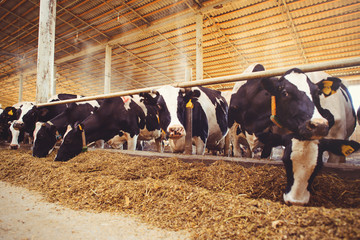 cow farm concept of agriculture, agriculture and livestock - a herd of cows who use hay in a barn on a dairy farm