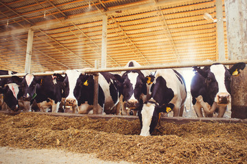cow farm concept of agriculture, agriculture and livestock - a herd of cows who use hay in a barn on a dairy farm
