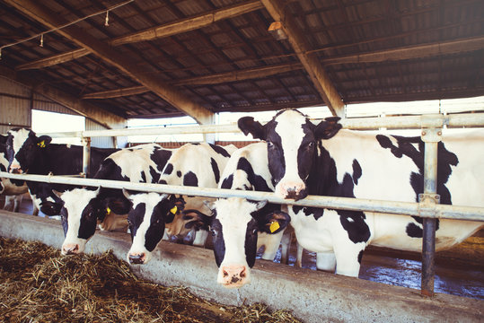 cow farm concept of agriculture, agriculture and livestock - a herd of cows who use hay in a barn on a dairy farm