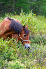 the horse in the bushes, grazing