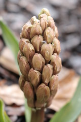 Hiacynt