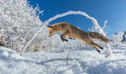 Fuchs bei der Jagd
