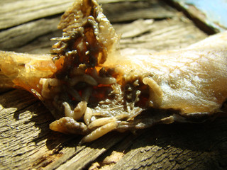 meat fly larva