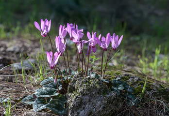 Violet flowers in the forest on sunny day