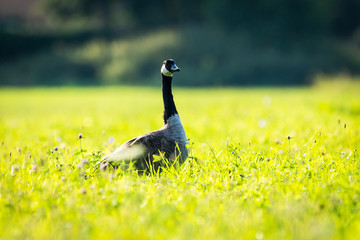 Canada goose on grass (Branta Canadensis)