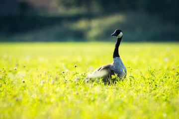 Canada goose on grass (Branta Canadensis)