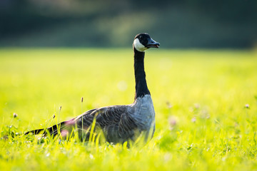 Canada goose on grass (Branta Canadensis)