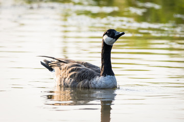 Canada goose drinking water (Branta Canadensis)