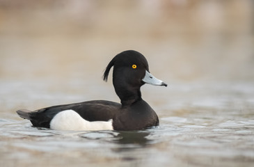 Schwimmende Reiherente