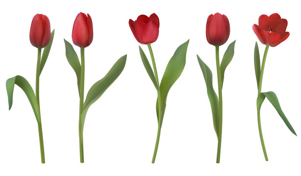 Set of red realistic vector tulip flowers. Elements of flower decor for a greeting card women's day or mother's day. Buds and leaves of different shapes. Isolated on white background.