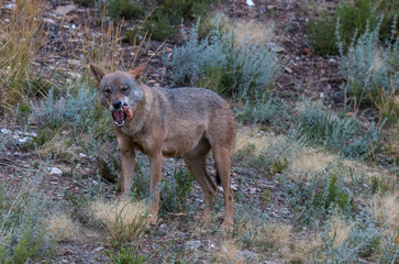 the Iberian wolf, beautiful animal of our country hated by some and loved by others