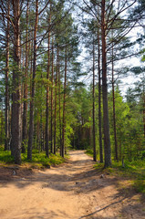 Path through pine trees in forest