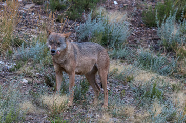 the Iberian wolf, beautiful animal of our country hated by some and loved by others