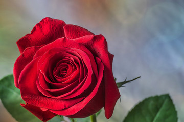 Rote Rose