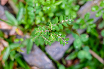 green leaves from a bush being bathed by sunlight