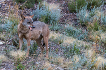 the Iberian wolf, beautiful animal of our country hated by some and loved by others