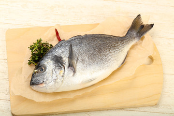 raw dorada fish