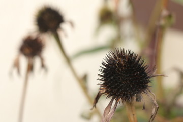 Rudbekia © Perovskia
