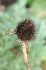 Rudbekia