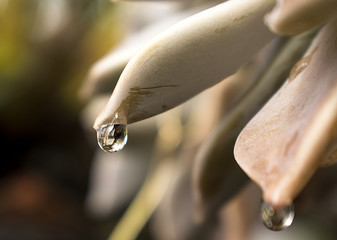 Drop of water