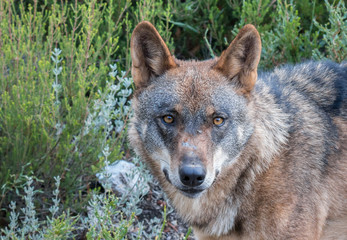 the Iberian wolf, beautiful animal of our country hated by some and loved by others