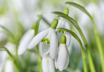 Fototapeta premium Spring snowdrops flower. Early spring close-up flowers