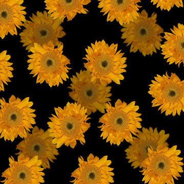 Beautiful floral background of sunflowers 